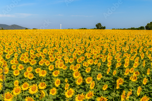 Endless Sunflower Field Under Blue Sky. Summer Countryside Landscape