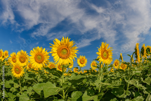 Sunflowers Blooming Under Blue Sky with White Clouds. Summer Nature Landscape