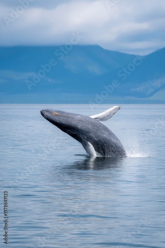 a majestic humpback whale breaching the surface of the ocean. the background is an open sea landscape with distant mountains under dark clouds.