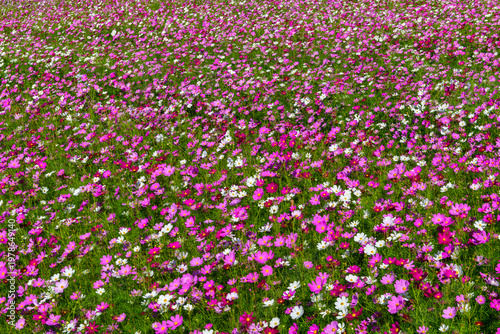 Pink and White Cosmos Flower Field. Colorful Spring Floral Background