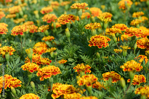 Orange and Yellow Marigold Flowers Blooming in Garden