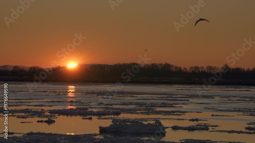 Fraser River Downstream Ice Floes Sunrise 4K UHD. Seagulls fly over the ice at sunrise on the Fraser River in winter. Richmond, British Columbia, Canada. 4K UHD.
