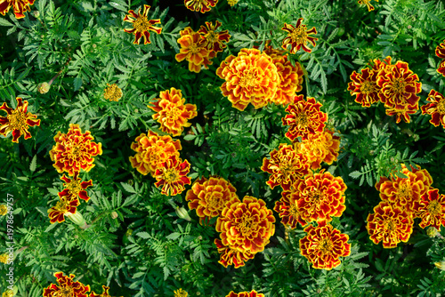 Orange and Yellow Marigold Flowers Blooming in Lush Green Garden