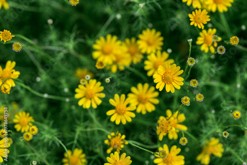 Small Yellow Daisy Flowers Blooming in Green Garden Background