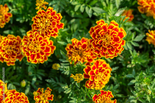 Orange and Yellow Marigold Flowers in Lush Green Garden