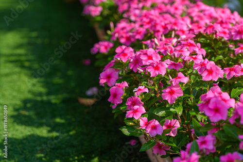 Pink Vinca Flowers Blooming Along Garden Path with Natural Green Background