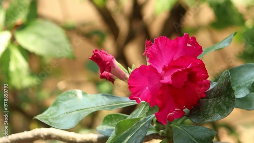 Pink Desert rose flowers