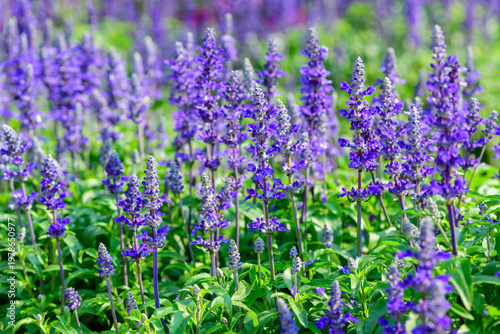 Purple Salvia Flowers Blooming in Garden Field Natural Floral Background