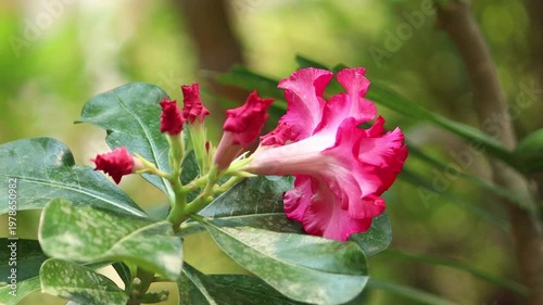 Pink Desert rose flowers