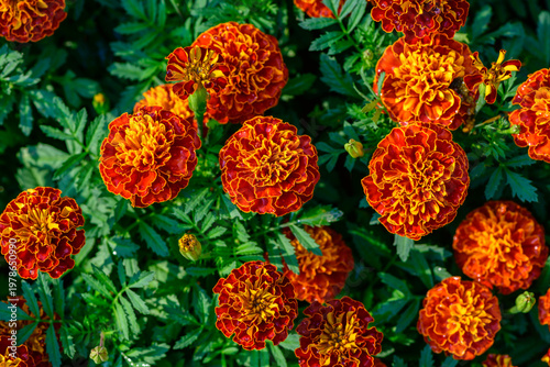 A close view of red and yellow marigold flowers blooming vividly among lush green foliage.