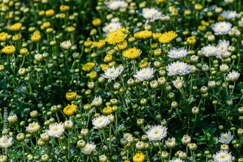 Yellow and White Chrysanthemum Flowers Blooming in Garden Natural Background
