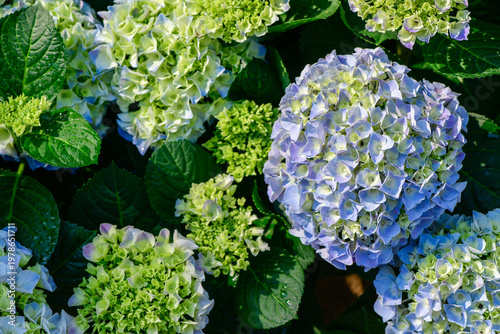 Blue Hydrangea Flowers Blooming in Lush Garden with Fresh Green Leaves