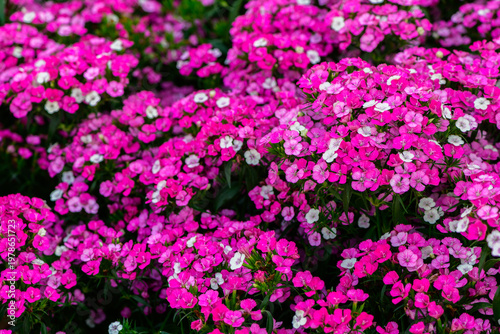 Pink Sweet William Flowers Blooming in Garden Floral Background