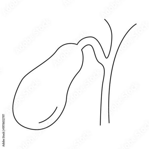 Gallbladder Anatomy Line Drawing