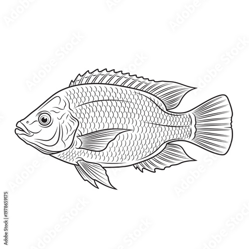 vector illustration of a fish