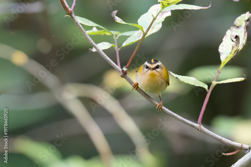 Tableau sur toile Firecrest perched looking angry