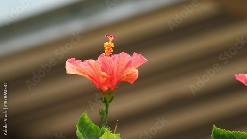 red Hibiscus rosa-sinensis Flower