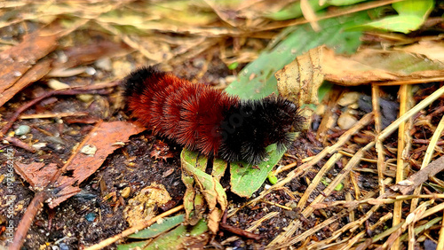 Φωτογραφία Wooly Bear Caterpillar
