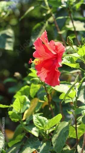 red Hibiscus rosa-sinensis Flower
