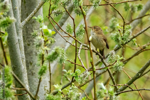 Songbird Warbler Perched on Willow Branches Among Spring Catkins in Natural Woodland Habitat