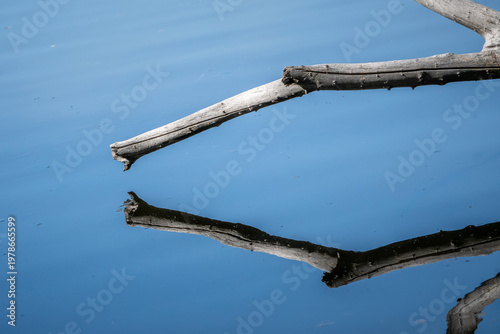 Foto tronco de un arbol seco , caido hacia el agua , formando el reflejo en simetria