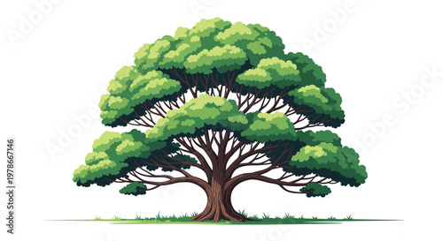 Majestic oak tree with a wide canopy of lush green leaves and a thick brown trunk is shown in a detailed illustration on a white background.