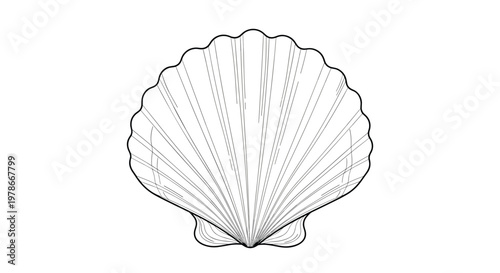 Elegant black and white line drawing of a classic scallop shell with detailed ridges on a plain white background.