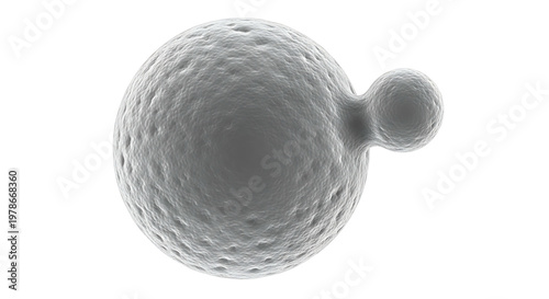 3D Render of Budding Yeast Cell