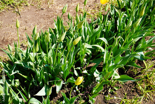 Not opened tulips in the first days of spring at the Tulipark in Viagrande near Etna, Catania, Sicily. Tulip flower field in Sicily. Spring flowers in the middle of the lawn. Tulips cultivation. 