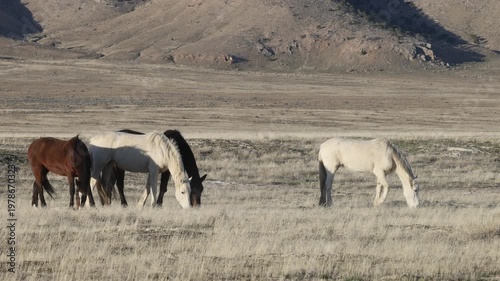 Herd of Wild Horses in Springtime in the Utah Dessert