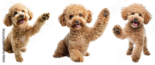 PNG Adorable poodles waving happily on transparent background