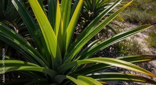 Close-up of vibrant, glossy green pandanus leaves with striking yellow variegation in bright sunlight.