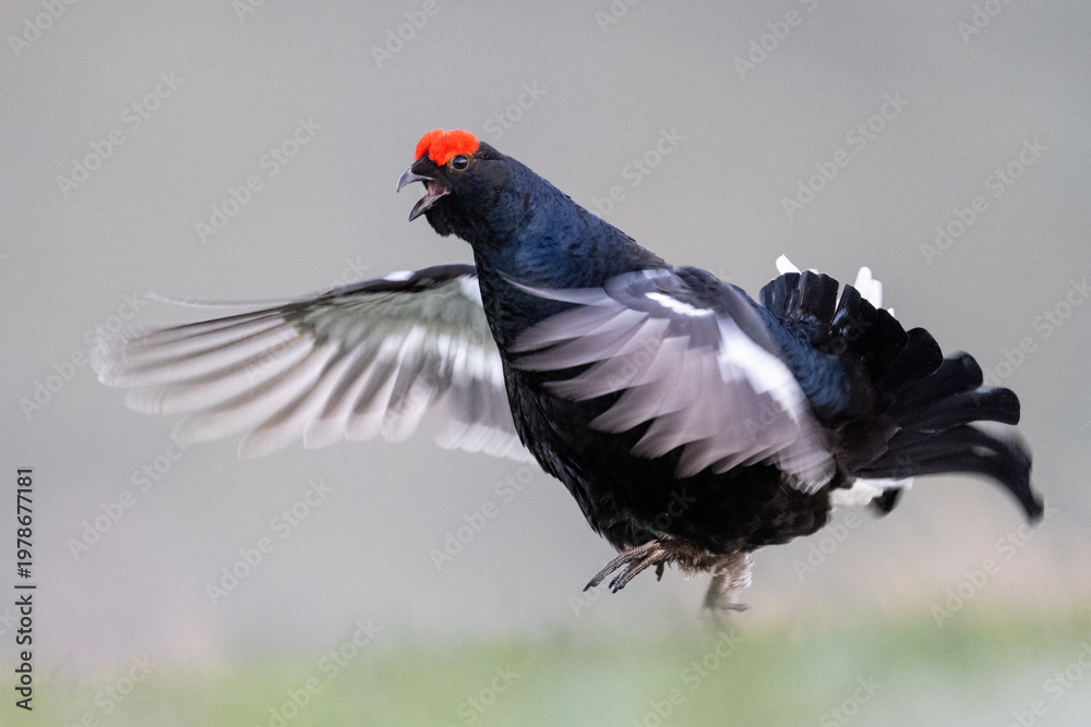 Obraz premium A black grouse with its wings spread and mouth open, displaying its vibrant red comb during a mating ritual in a natural habitat.