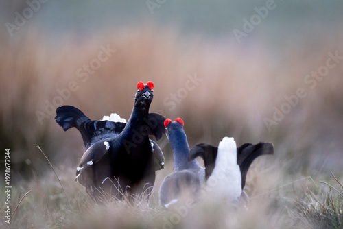 Canvas Print Black grouse males display their red combs and white flank feathers during a lekking ritual to attract females in a grassy field