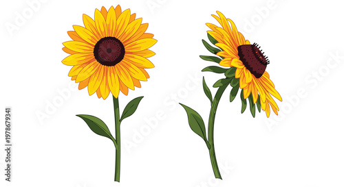 Two detailed sunflower illustrations showing one head from the front and another from a side profile with green stems and leaves.
