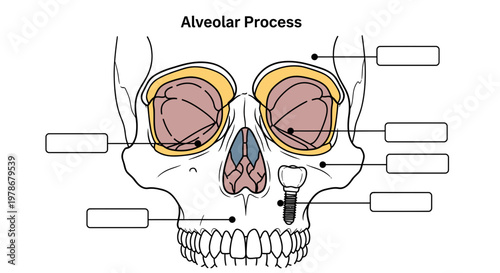 Alveolar Process Anatomy Diagram Vector Illustration, Educational Human Skull Structure with Dental Implant Placeholder for Medical Study and Dental Education