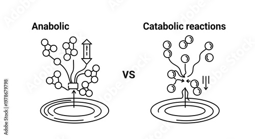 Anabolic vs Catabolic Reactions Vector Illustration, Biological Metabolic Pathways Comparison Graphic for Educational Science and Biochemistry Study Materials
