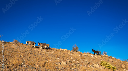 Wild Burros Grazing on Arid Ridge Under Clear Blue Sky