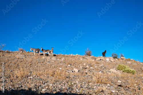 Sunlit Desert Burros Herd on Rocky Ridge, Blue Sky
