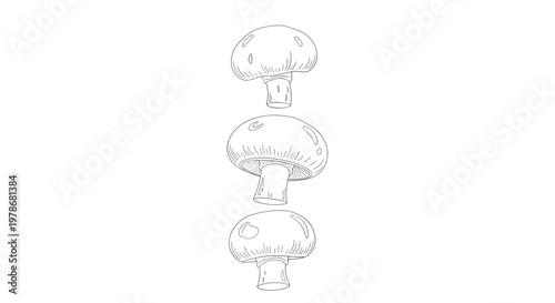 Vertical arrangement of three hand drawn button mushroom sketches showing different perspectives and fine details.
