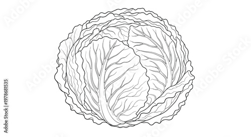 Detailed black and white line art illustration of a whole fresh cabbage showing the texture of its leafy layers and veins.