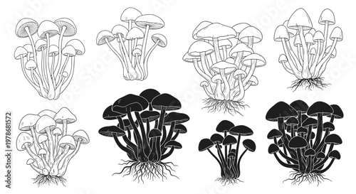 Comprehensive set of mushroom illustrations including detailed line drawings and solid black silhouettes of fungal clusters.