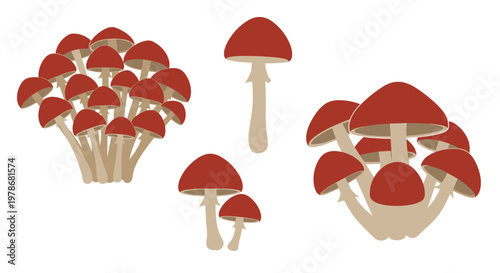 Three clusters of wild mushrooms with reddish-brown caps and light stems arranged in a group on a white background.