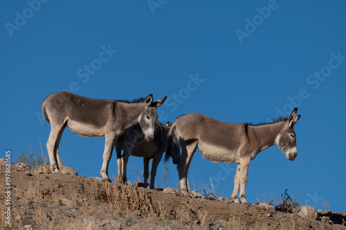 Three Wild Donkeys on Desert Ridge under Clear Blue Sky
