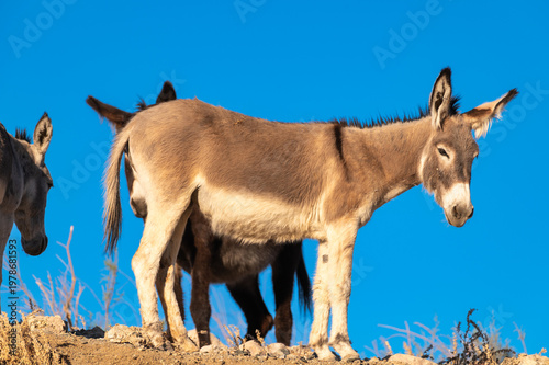 Sunlit Wild Donkeys Grazing on Ridge Against Blue Sky
