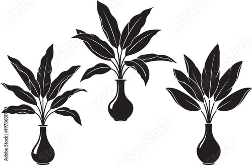 Three potted plants in black and white simple botanical illustration