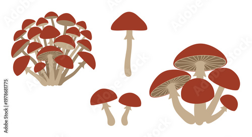 Different groupings of brown capped mushrooms including single specimens and dense clusters for various design needs.