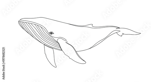 Detailed black and white line art illustration of a large humpback whale swimming gracefully with its mouth slightly open.