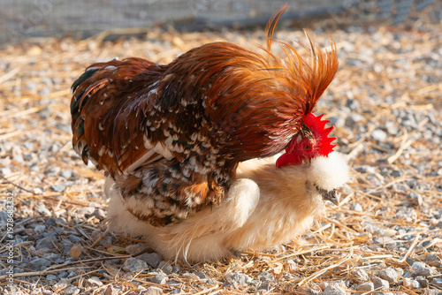 Red rooster and white hen make love. 