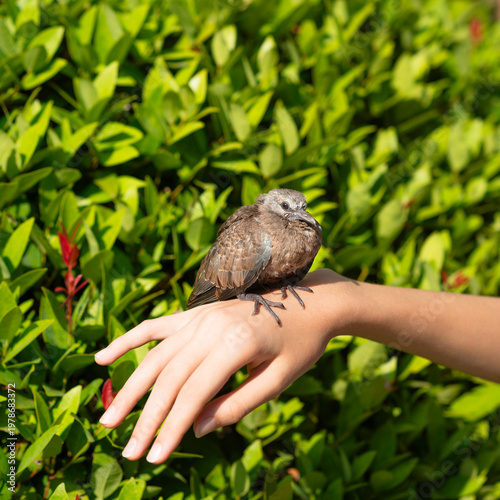 Baby turtledove sits on a hand on green background.